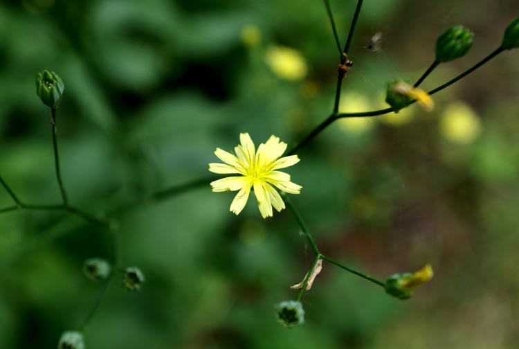 Lapsana communis