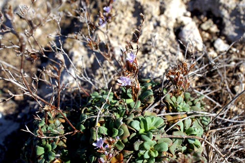 fiorellino azzurro - Limonium cfr. albidum