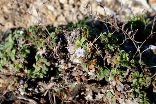 fiorellino azzurro - Limonium cfr. albidum