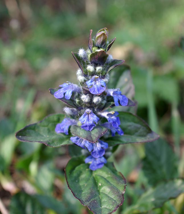 Ajuga reptans / Iva comune, Erba di S.Lorenzo