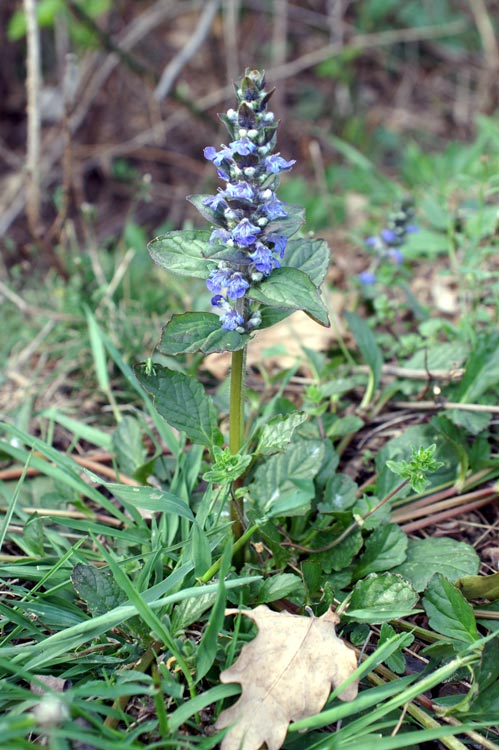 Ajuga reptans / Iva comune, Erba di S.Lorenzo