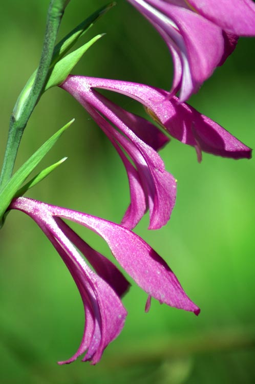 Gladiolus italicus / Gladiolo dei campi