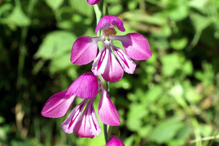 Gladiolus italicus / Gladiolo dei campi