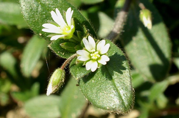 Cerastium holosteoides