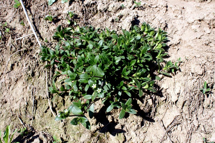 Cerastium holosteoides