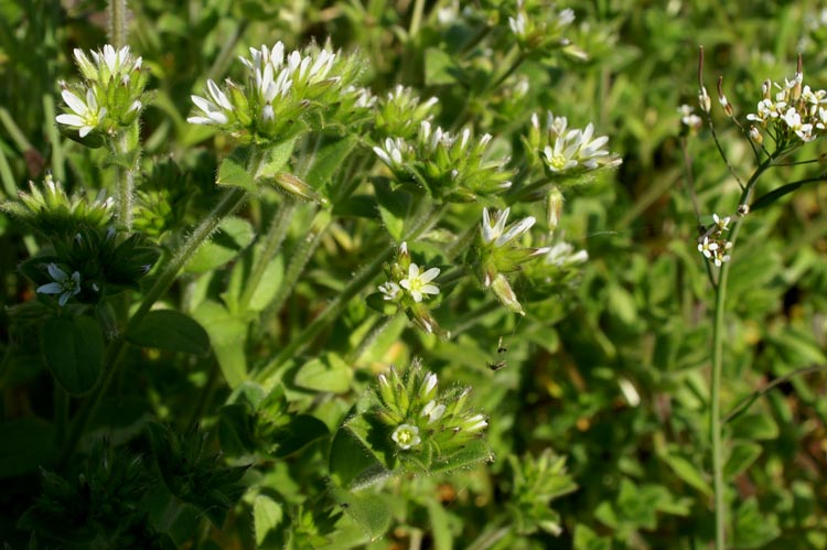 Cerastium glomeratum