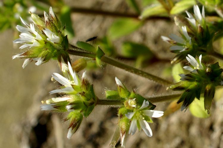 Cerastium glomeratum