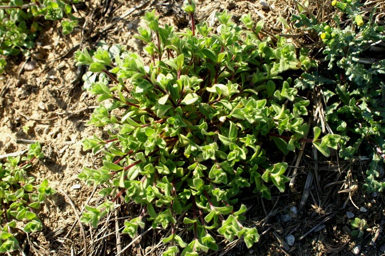 Cerastium glomeratum