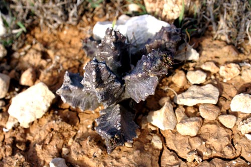 Apteranthes (=Caralluma) europaea / Fior di Tigre