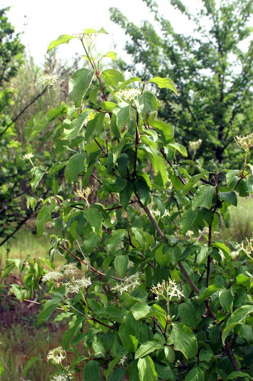 Cornus sanguinea / Corniolo sanguinello