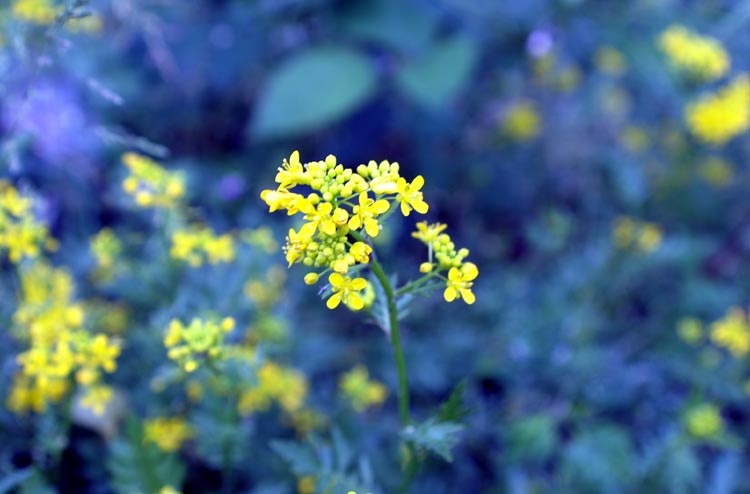 crucifera da determinare - Rorippa cfr.sylvestris