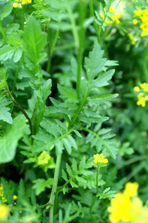 crucifera da determinare - Rorippa cfr.sylvestris