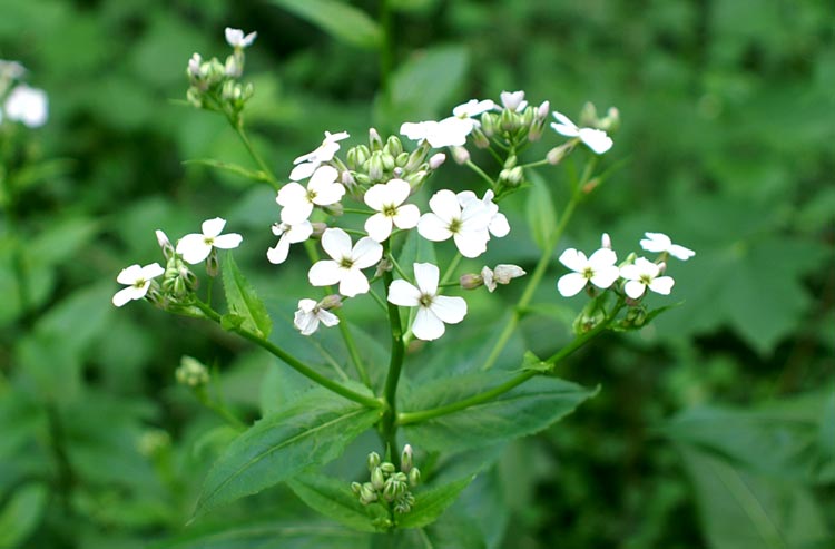 Hesperis matronalis / Violacciocca antoniana