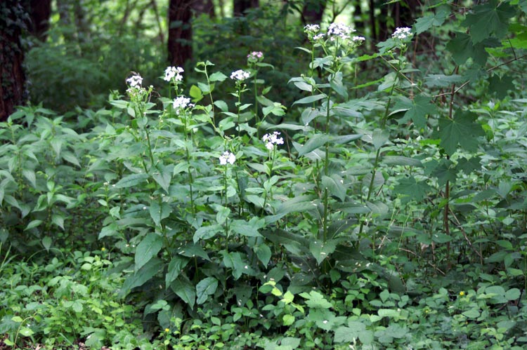 Hesperis matronalis / Violacciocca antoniana