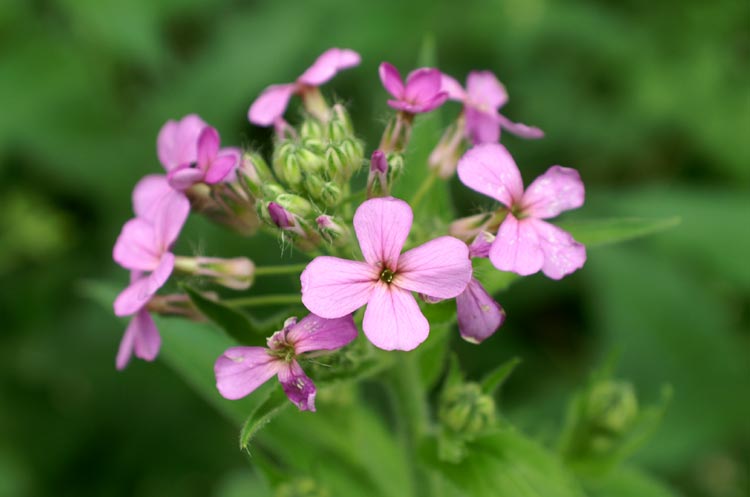 Hesperis matronalis / Violacciocca antoniana