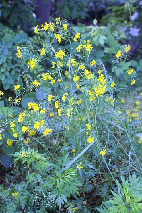 altra crucifera -  cfr.Rorippa sylvestris