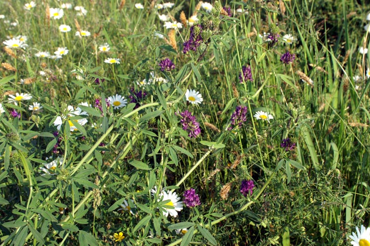 Medicago sativa / Erba medica, Erba Spagna