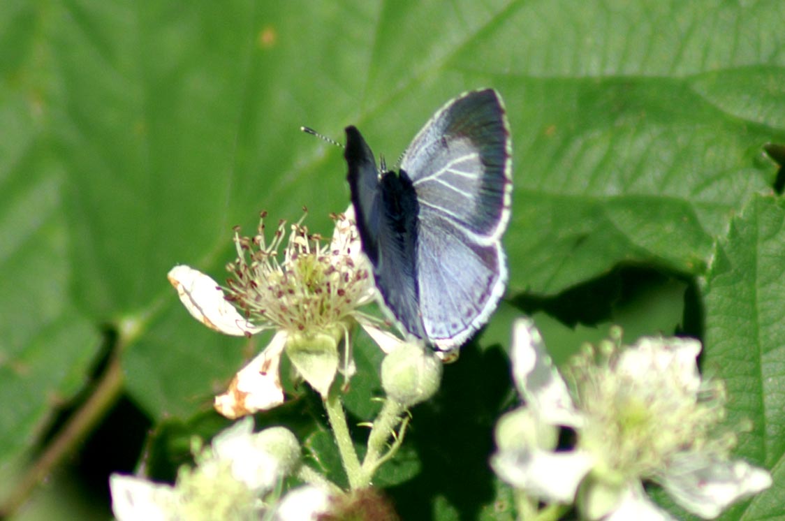 Celastrina argiolus?