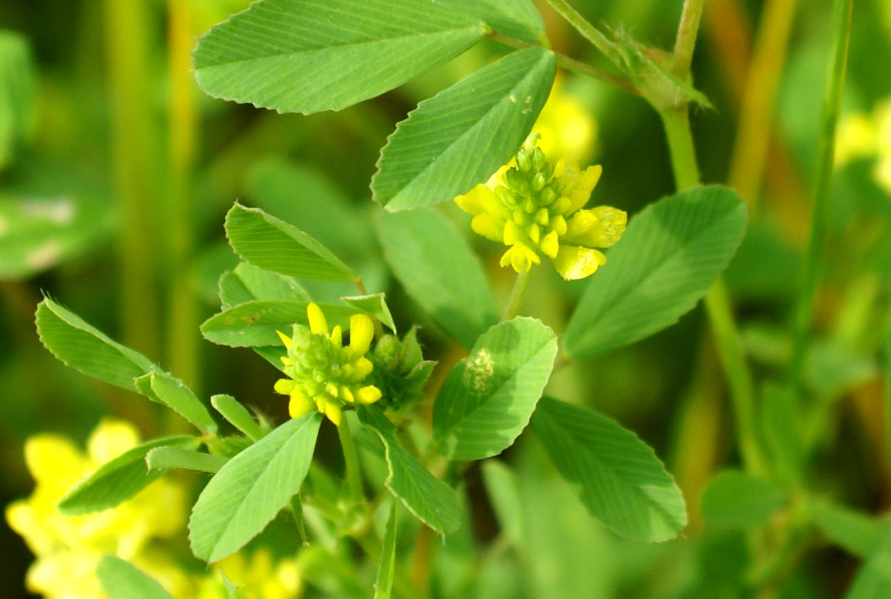 Trifolium campestre / Trifoglio campestre