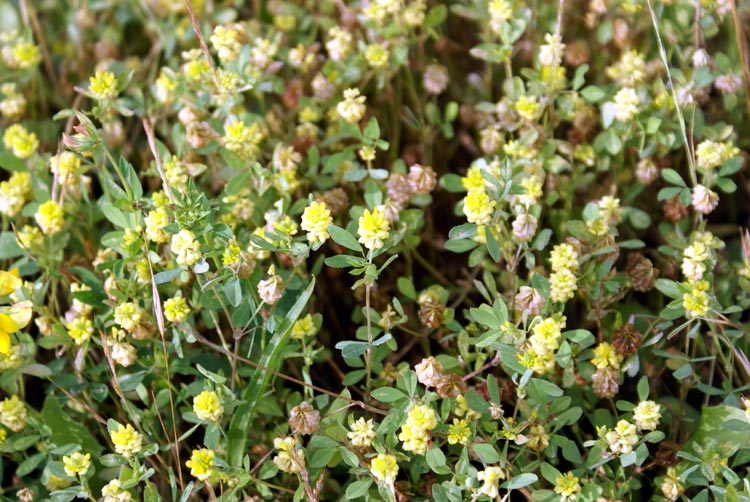 Trifolium campestre / Trifoglio campestre