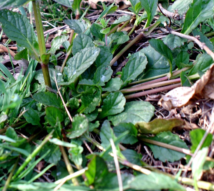 Ajuga reptans / Iva comune, Erba di S.Lorenzo