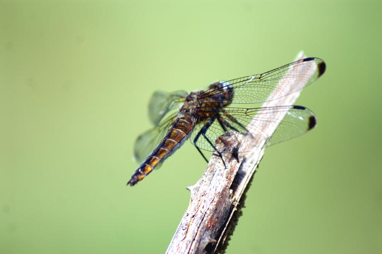 Sympetrum albistylum e Libellula fulva