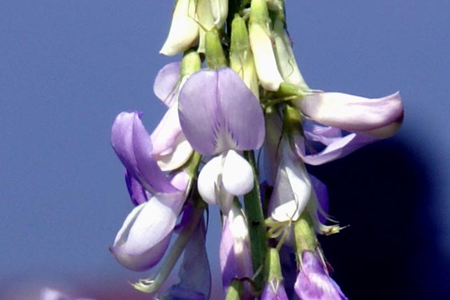 Galega officinalis & Securigera varia