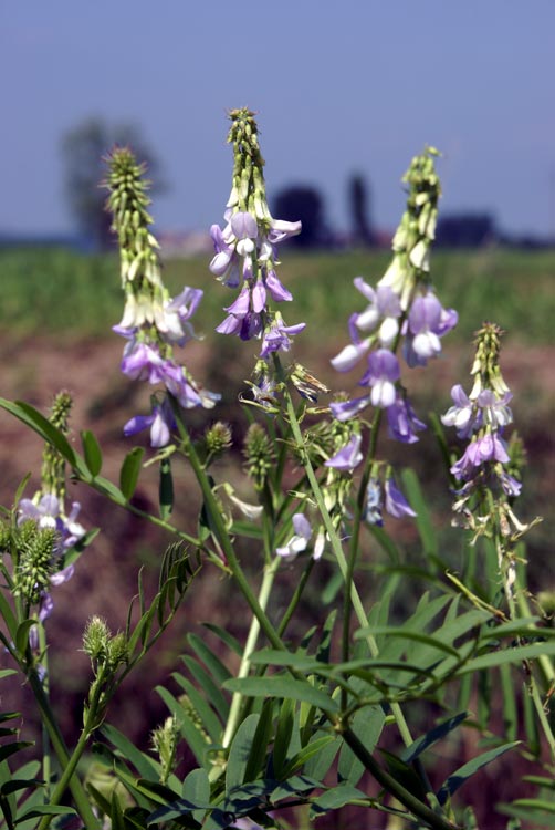 Galega officinalis & Securigera varia