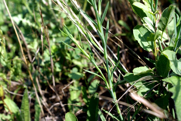 Petrorhagia prolifera