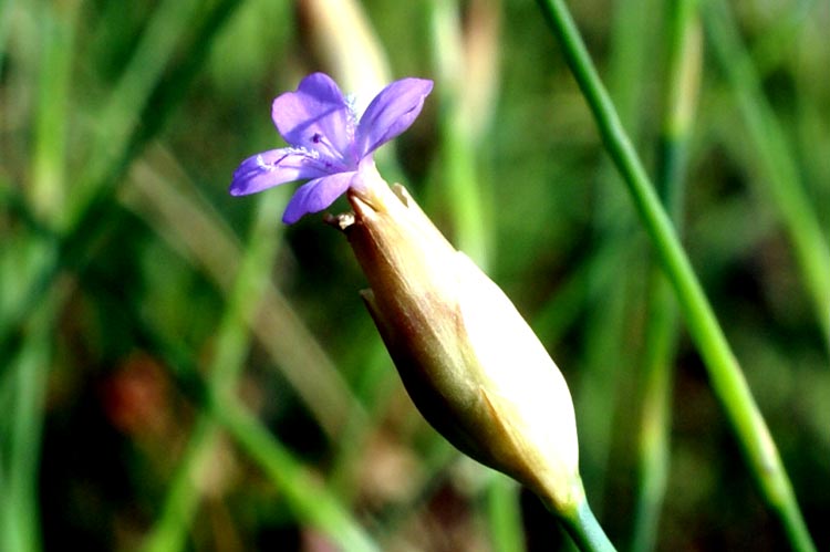 Petrorhagia prolifera