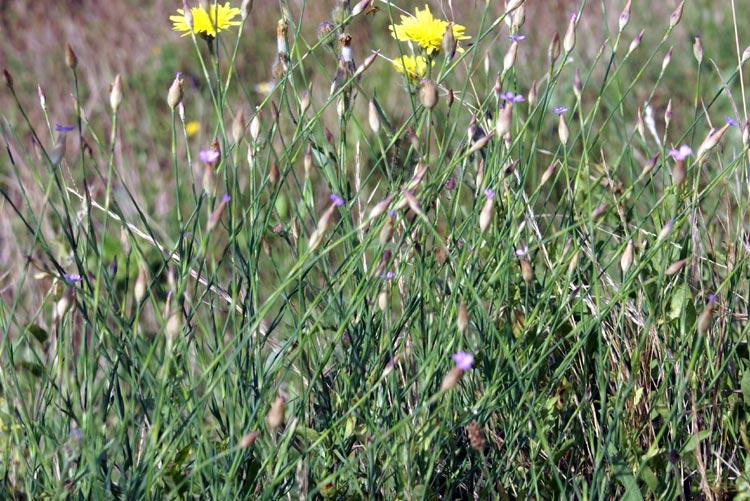 Petrorhagia prolifera