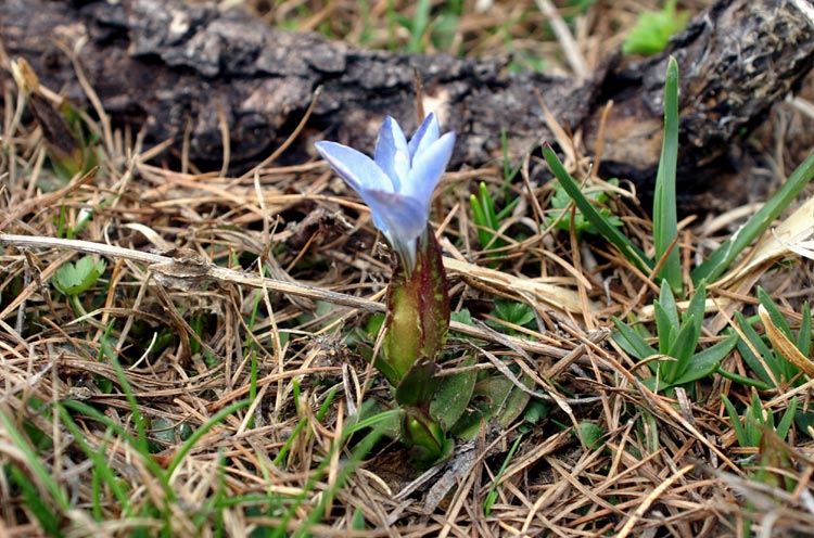 Gentiana verna / Genziana primaticcia, G. primaverile