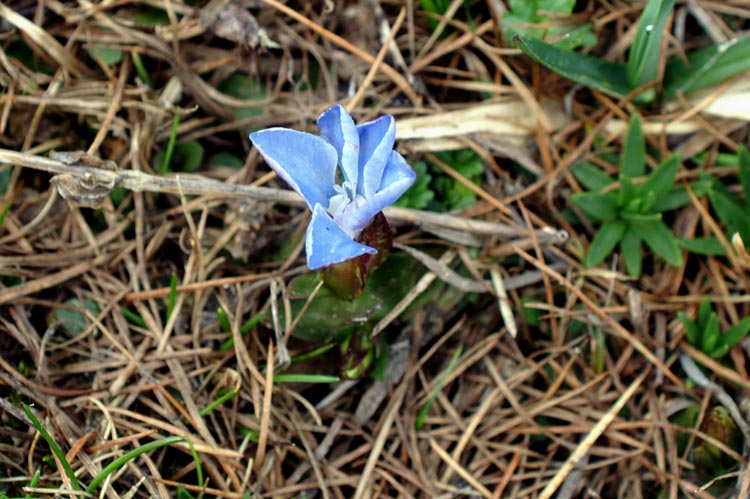 Gentiana verna / Genziana primaticcia, G. primaverile