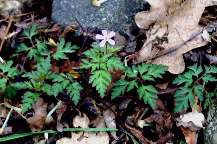 Geranium robertianum / Geranio di S.Roberto