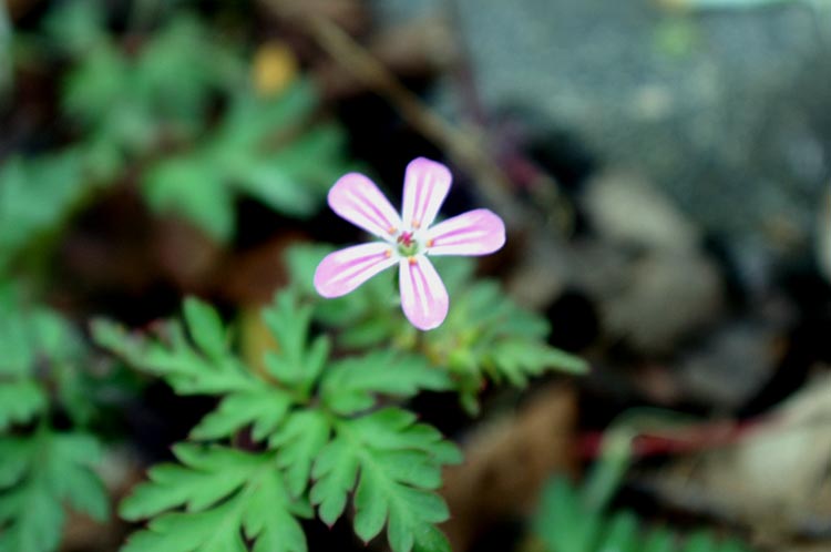 Geranium robertianum / Geranio di S.Roberto