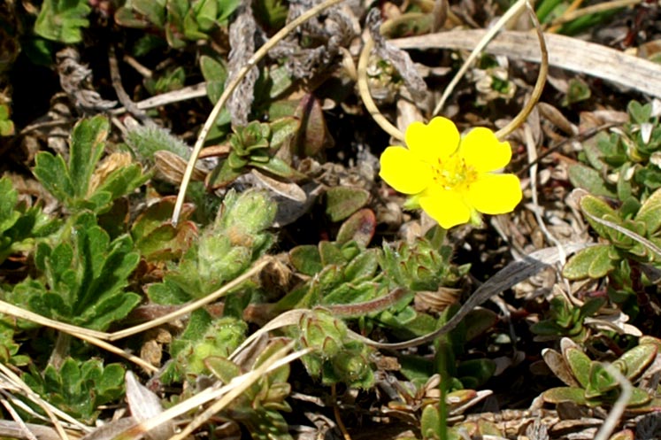 confronto - Potentilla sp. e Geum montanum