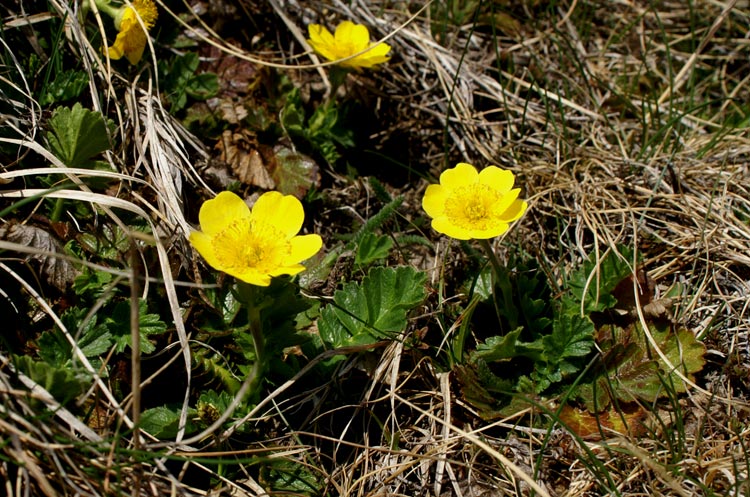 confronto - Potentilla sp. e Geum montanum