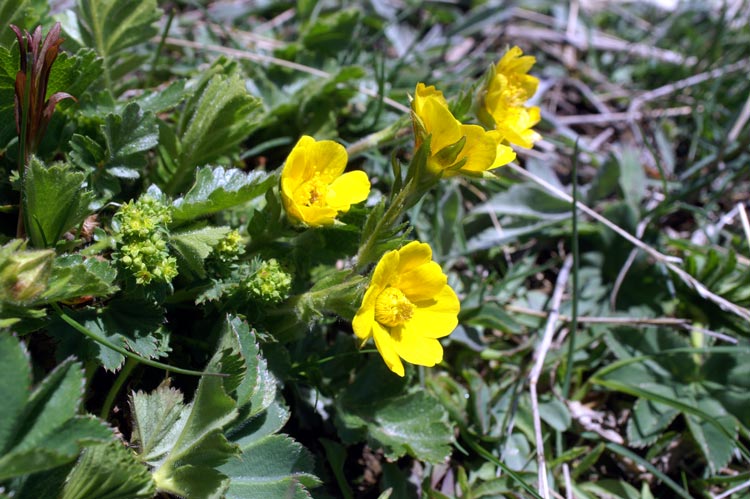 potentilla?