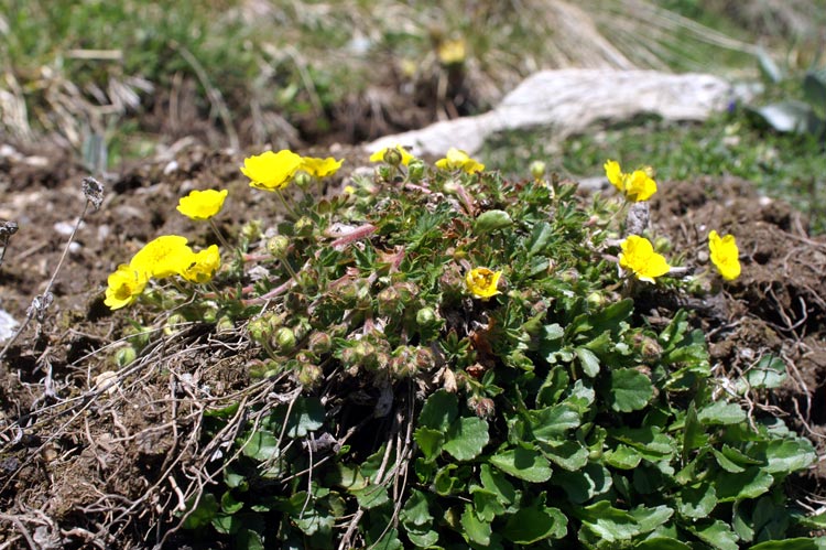 potentilla?