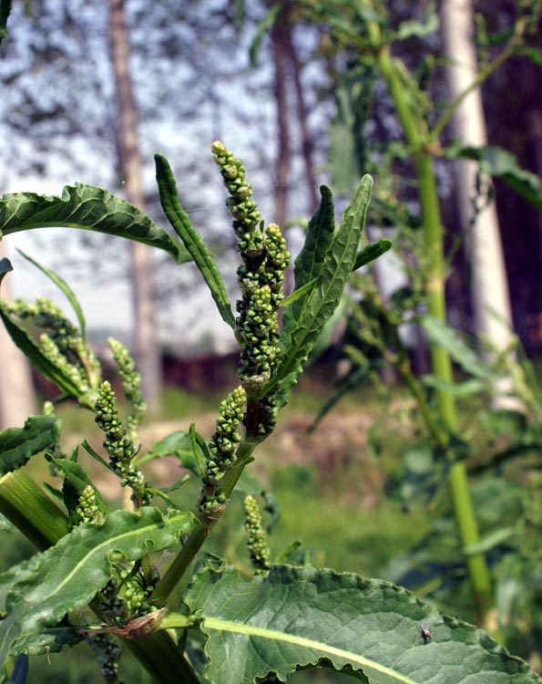 Rumex sp.