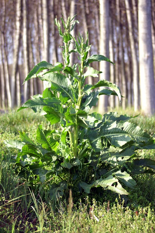 Rumex sp.