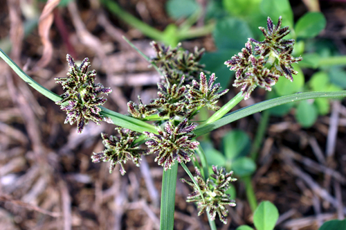 Cyperus fuscus / Zigolo nero