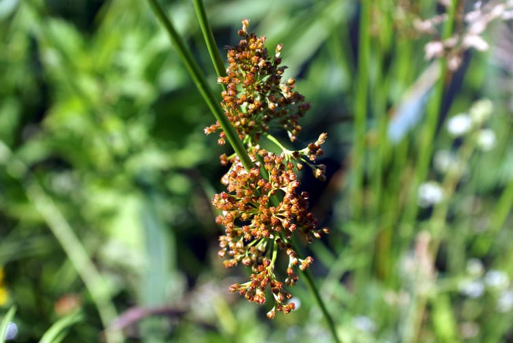 Juncus effusus / Giunco comune