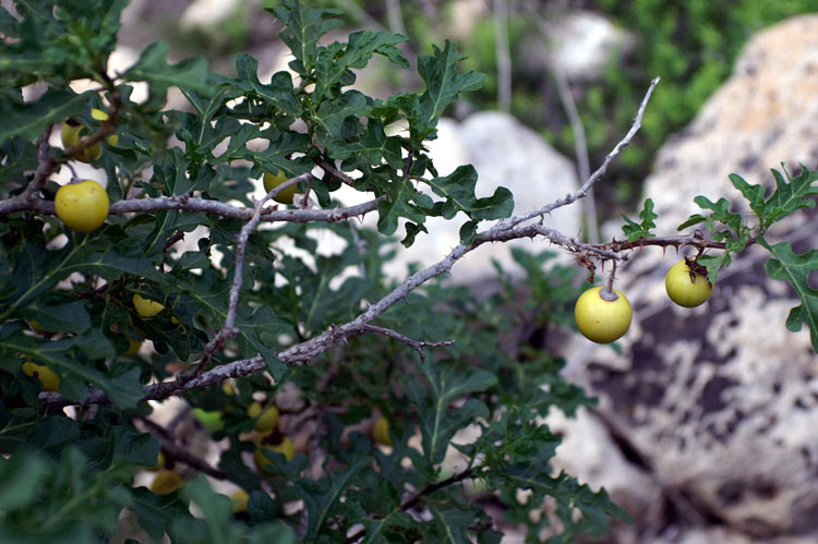 Solanum linnaeanum (=Solanum sodomaeum) / Pomo di Sodoma