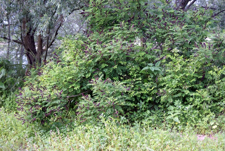 Amorpha fruticosa