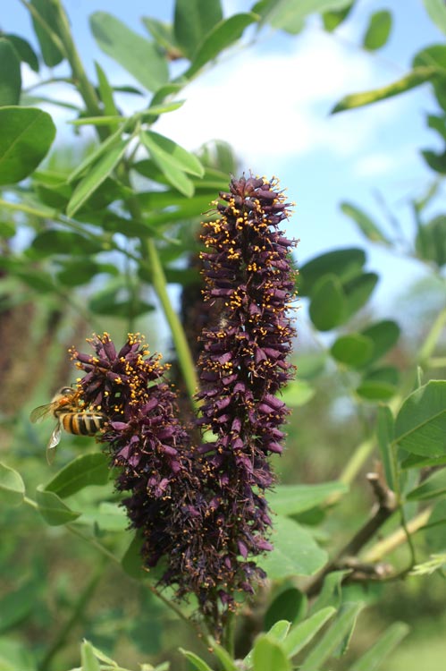 Amorpha fruticosa