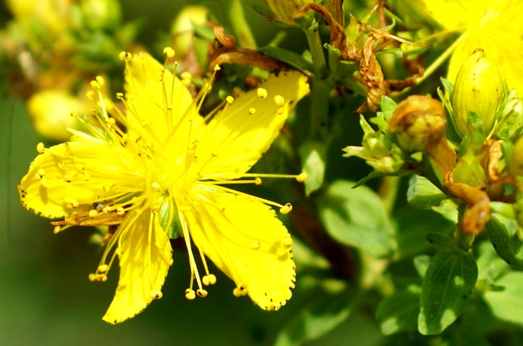 Hypericum perforatum