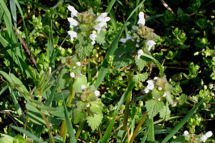 Lamium purpureum albino ...