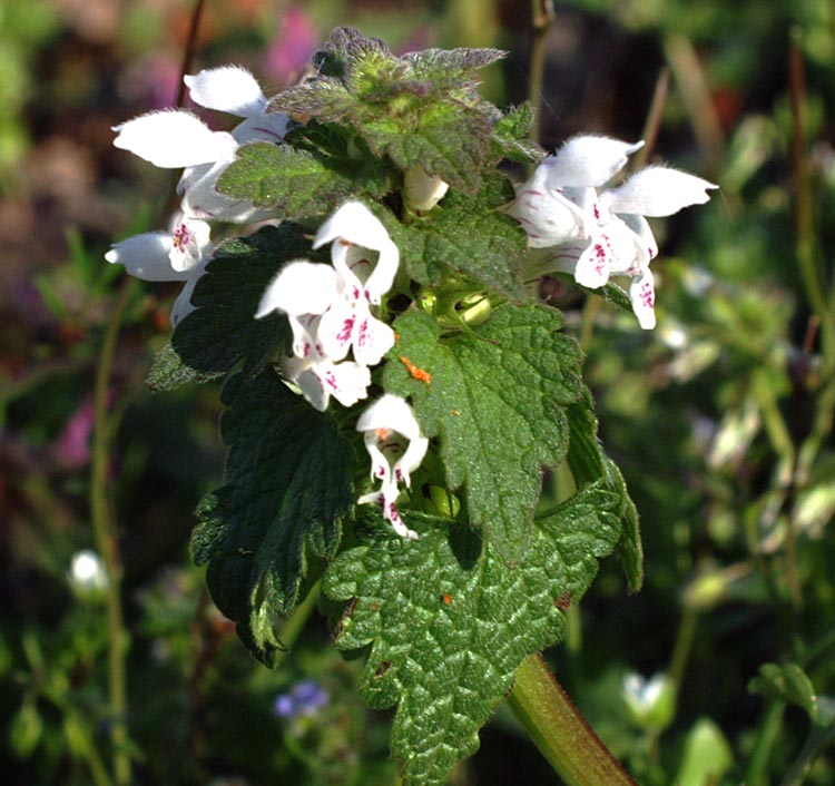 Lamium purpureum albino ...