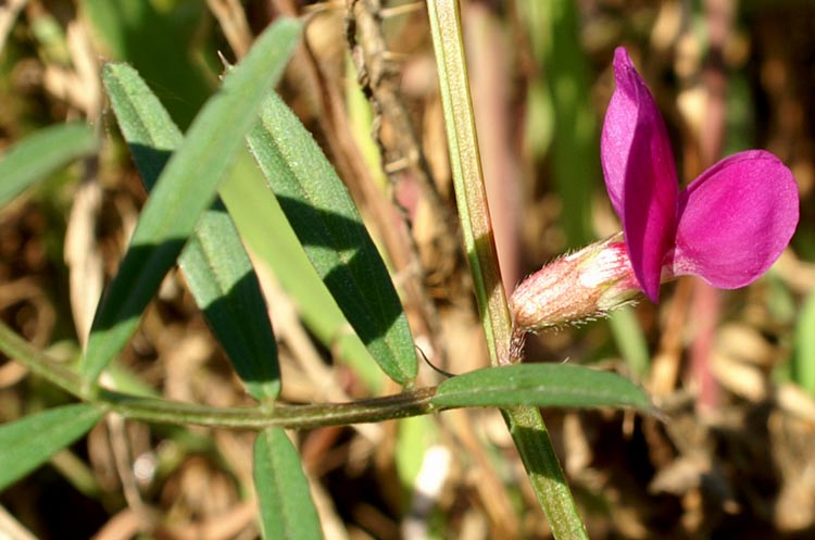 leguminosa - Vicia sativa